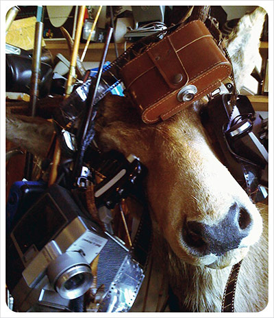 Week in pics: Alela Diane: moose covered in vintage cameras