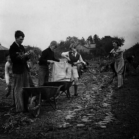You can help your country: Picking carrots in Cheltenham
