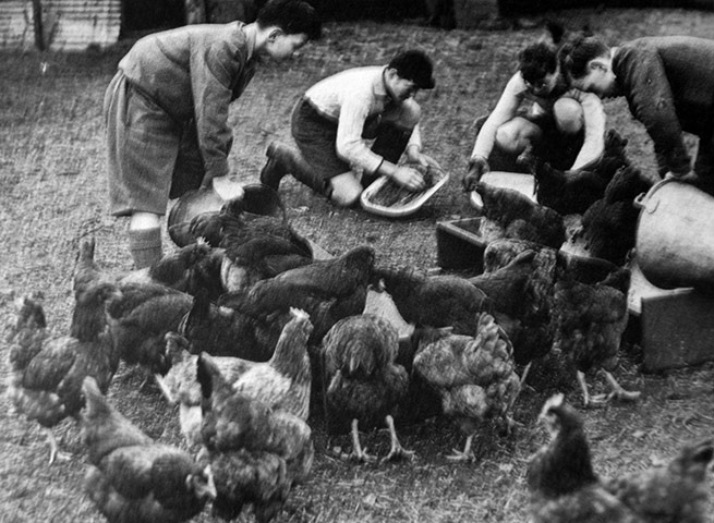 You can help your country: Students feeding hens, 1941