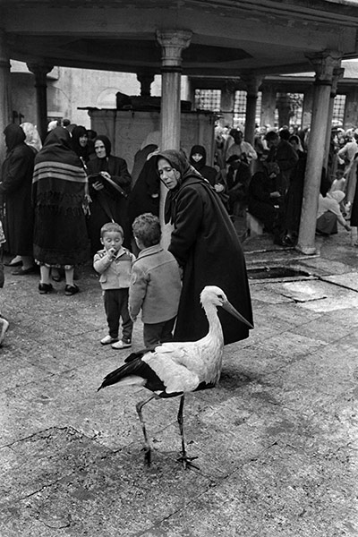 Vintage Istanbul: 1958, Stork and people in the courtyard of the Eyüp Sultan tombs