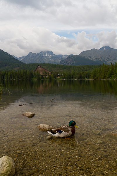 slovakia: Waterfowl on Strbske lake in the High Tatras