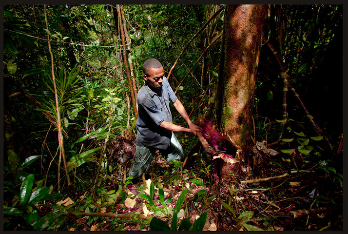 Best of the best: Illegal rosewood logging in Madagascar