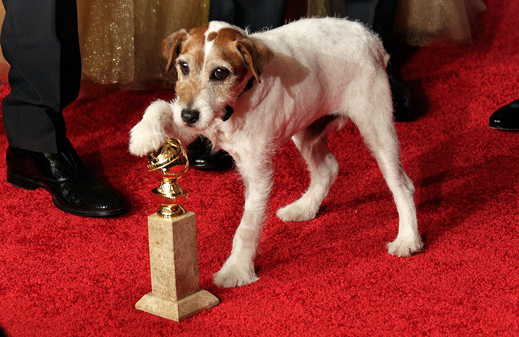 Golden Globe lessons: Uggie from The Artist