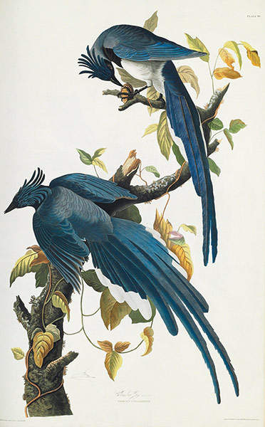 The Birds of America: Columbia Jay