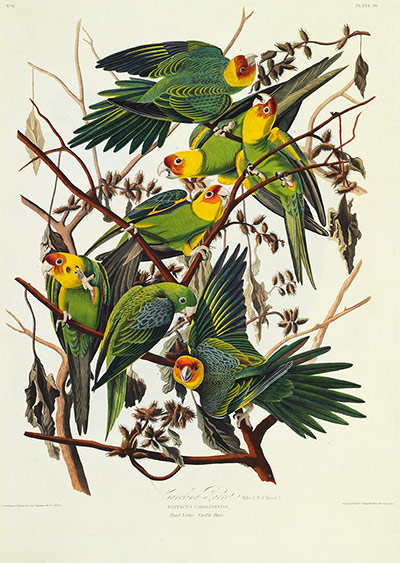 The Birds of America: The Carolina Parrot