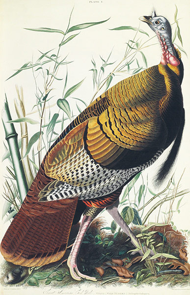 The Birds of America: Wild Turkey