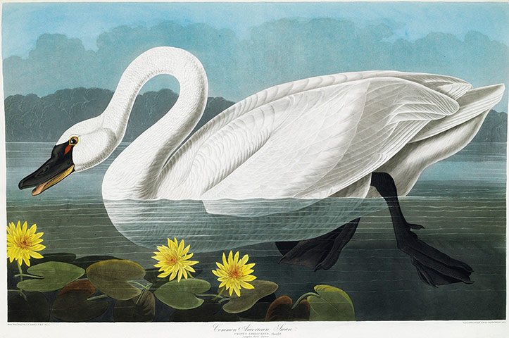 The Birds of America: Common American Swan