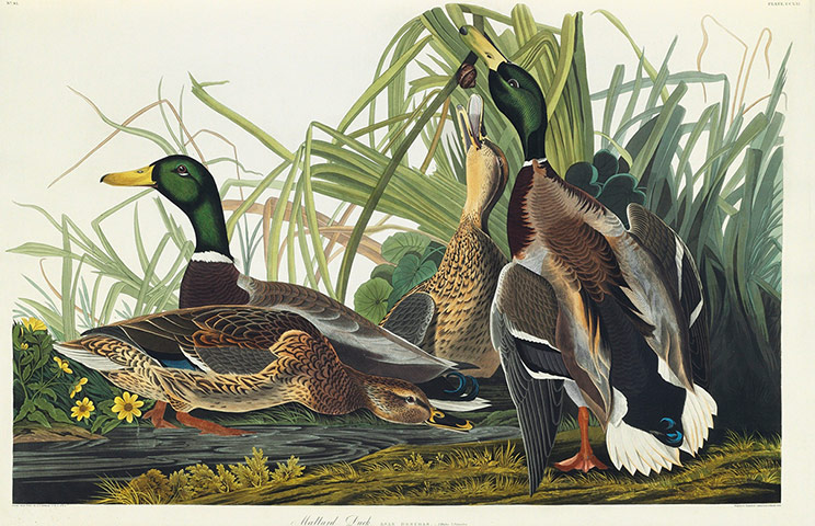 The Birds of America: The Mallard Duck