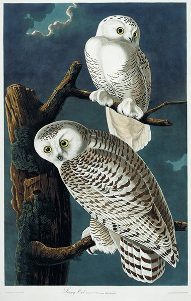 The Birds of America: Snowy Owl