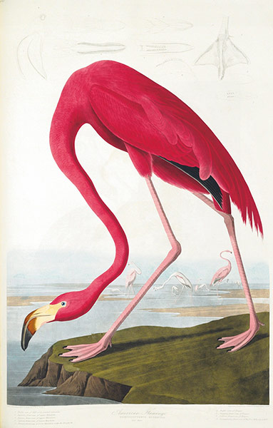 The Birds of America: American Flamingo