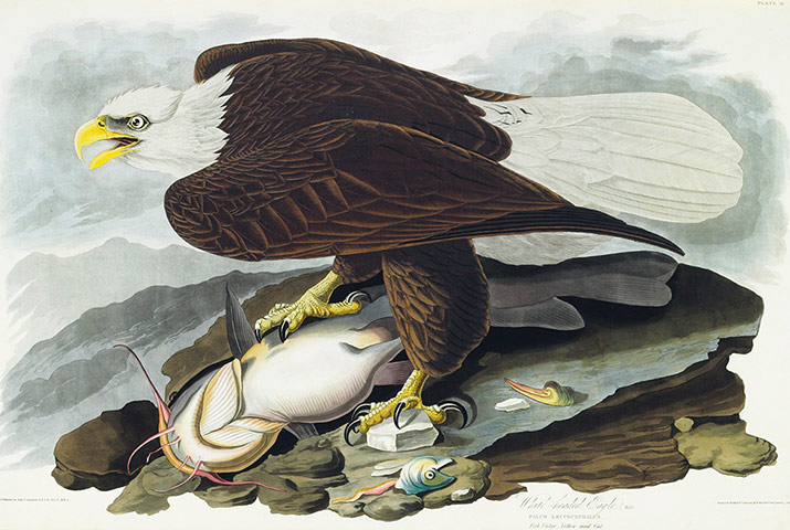 The Birds of America: White Headed Eagle