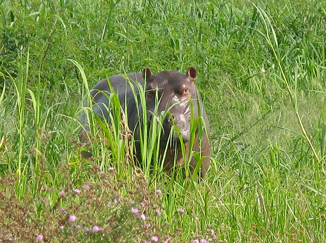 congo: Hippo