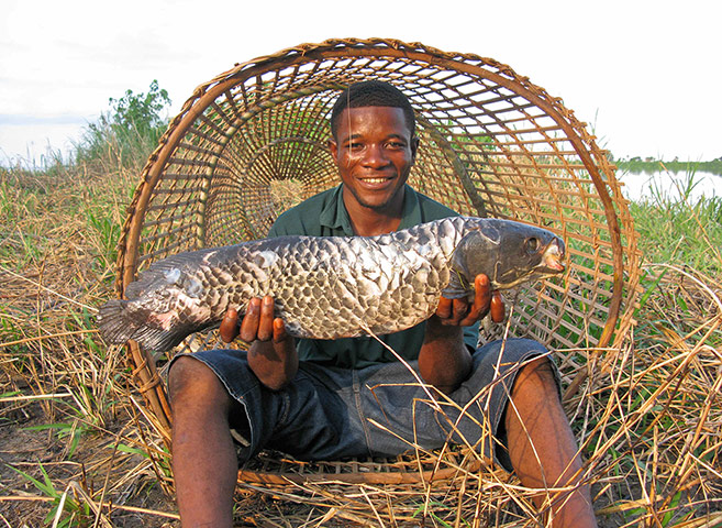 congo: Fish trap