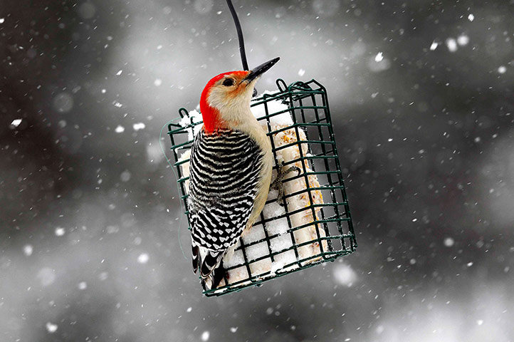 http://static.guim.co.uk/sys-images/Guardian/Pix/pictures/2012/1/27/1327676117941/A-Red-bellied-Woodpecker--013.jpg