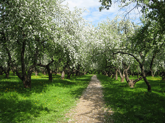 Moscow walks: May flowers, Moscow