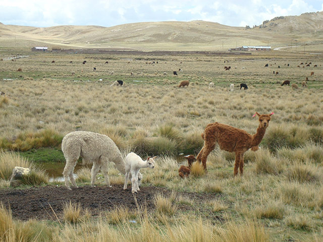 Euro-Solar programe: by lake Titicaca in Peru , Puno Region