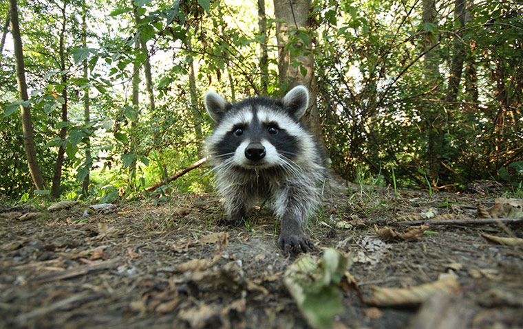 http://static.guim.co.uk/sys-images/Guardian/Pix/pictures/2012/1/6/1325853075927/Friendly-Racoon-Sniffs-Ou-005.jpg