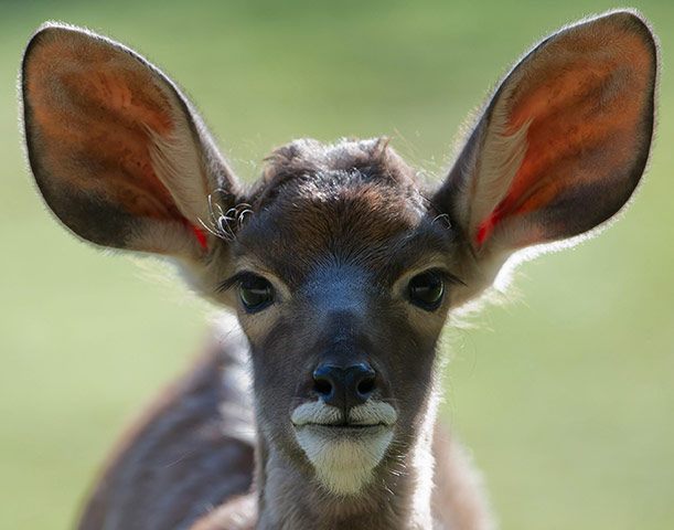 http://static.guim.co.uk/sys-images/Guardian/Pix/pictures/2012/10/11/1349978016709/Kudu-Antilope-offspring-009.jpg