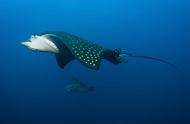 http://static.guim.co.uk/sys-images/Guardian/Pix/pictures/2012/10/11/1349978038723/A-Spotted-Eagle-Ray-014.jpg