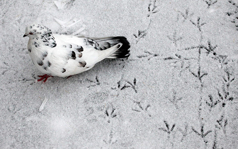 http://static.guim.co.uk/sys-images/Guardian/Pix/pictures/2012/10/11/1349978096052/A-pigeon-leaves-trails-on-019.jpg