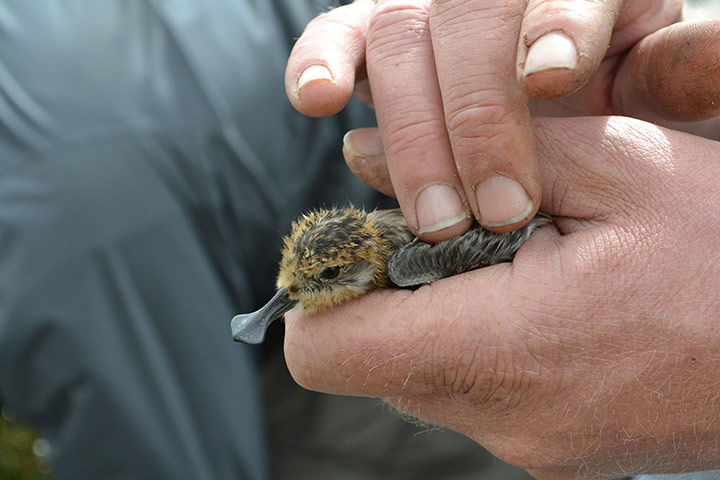 http://static.guim.co.uk/sys-images/Guardian/Pix/pictures/2012/10/12/1350037837782/Sandpipers-reared-006.jpg