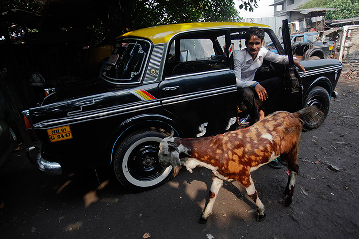 Mumbai taxis: A goat walks past a mechanic sitting inside a taxi before it's scrapped 