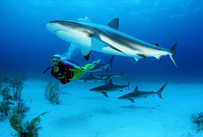 Bond locations: CARIBBEAN REEF SHARKS  Carcharhinus perezi  AND DIVER.  BAHAMAS