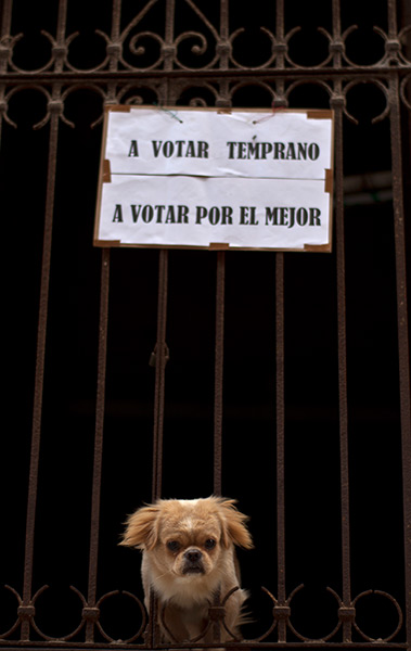 http://static.guim.co.uk/sys-images/Guardian/Pix/pictures/2012/10/22/1350906673307/Havana-Cuba-A-dog-peers-t-003.jpg