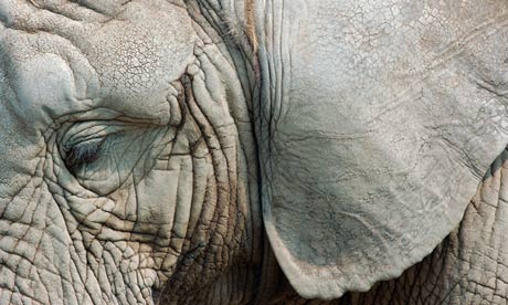 Zoo workers arrested on suspicion of causing suffering to elephant ...