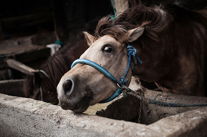 Vanishing Dokar, Bali: The Vanishing Dokar Of Denpasar
