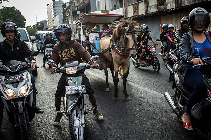 Vanishing Dokar, Bali: The Vanishing Dokar Of Denpasar