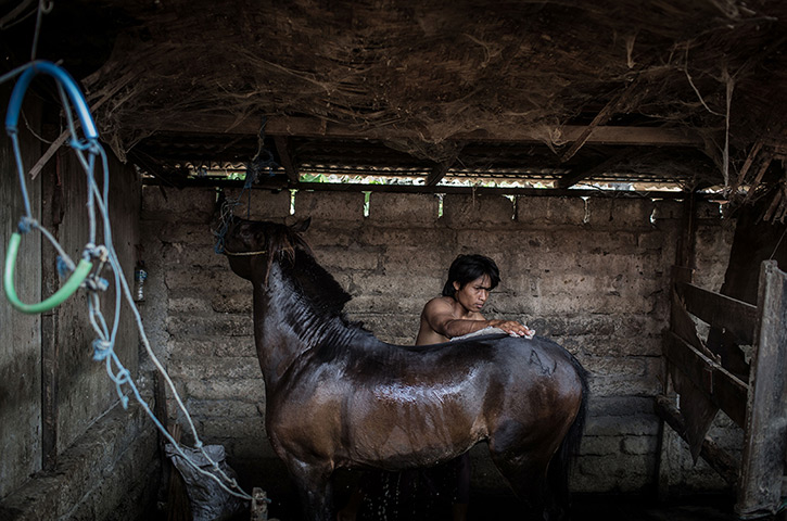 Vanishing Dokar, Bali: Dokar driver, Nyoman Yasa, washes his horse down