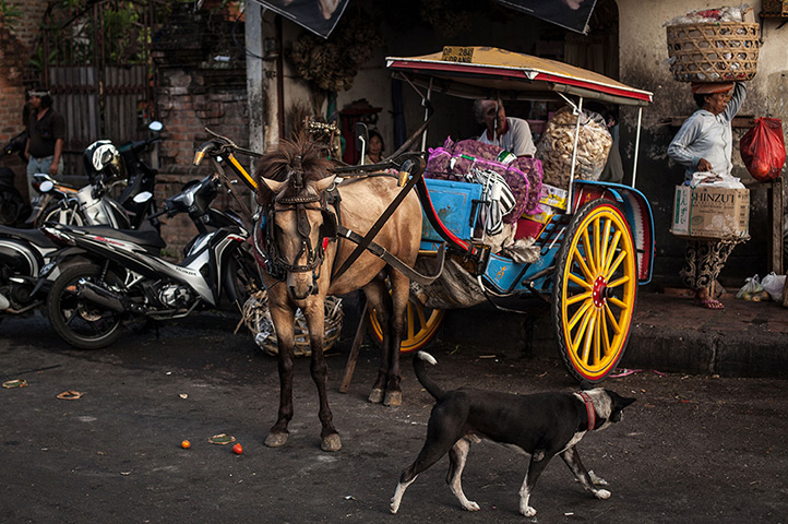Vanishing Dokar, Bali: Dokar driver, Nyoman Mantra Manik, loads produce into his Dokar