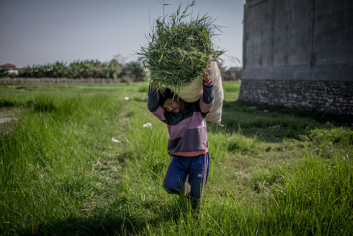 Vanishing Dokar, Bali: Dokar driver, Made Puja, carries a sack of freshly cut grass for his horse