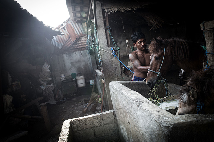 Vanishing Dokar, Bali: Dokar driver, Made Puja, 38, tends to his horse