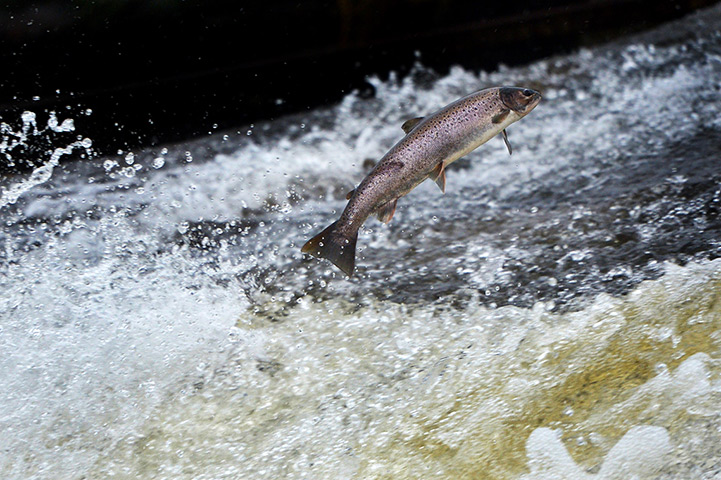 24小时:塞尔扣克,uk:鲑鱼在河etterick跃起的鱼梯