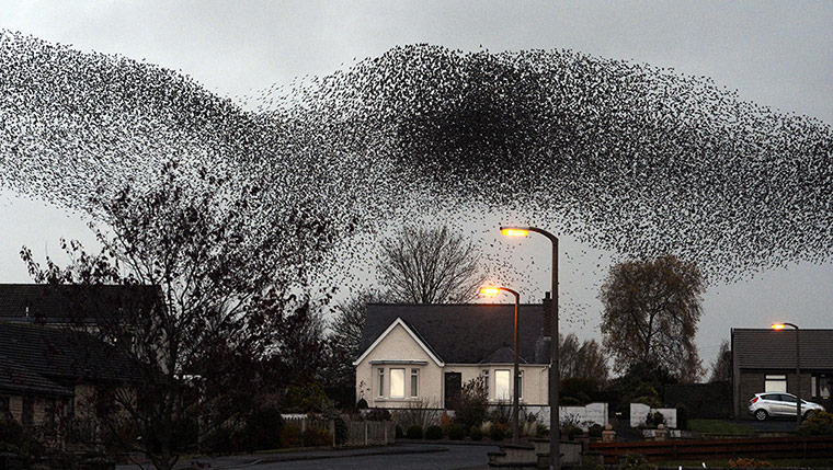 http://static.guim.co.uk/sys-images/Guardian/Pix/pictures/2012/11/17/1353153337753/Starling-Murmurations-ove-002.jpg