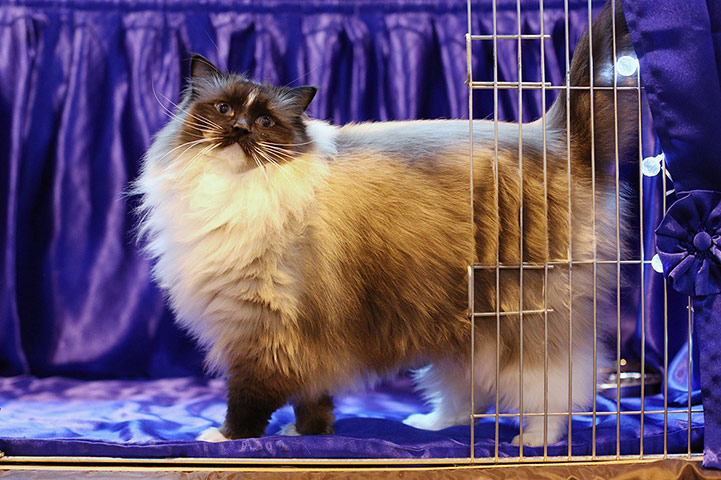 http://static.guim.co.uk/sys-images/Guardian/Pix/pictures/2012/11/25/1353842390637/A-cat-named-Bleugems-Beli-009.jpg