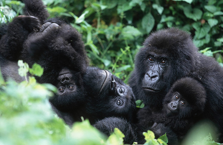 Mountain gorillas: A family of mountain gorillas