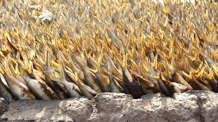 Readers comp Nov2012: fishing village of Tanji in Gambia