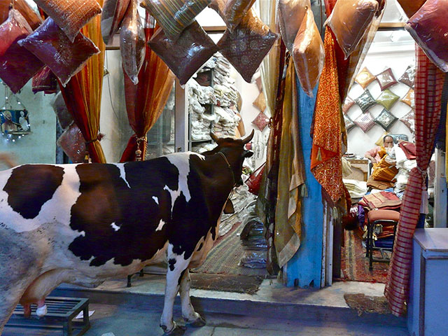 Readers comp Nov2012: Cow in main bazaar of Paharganj in Delhi
