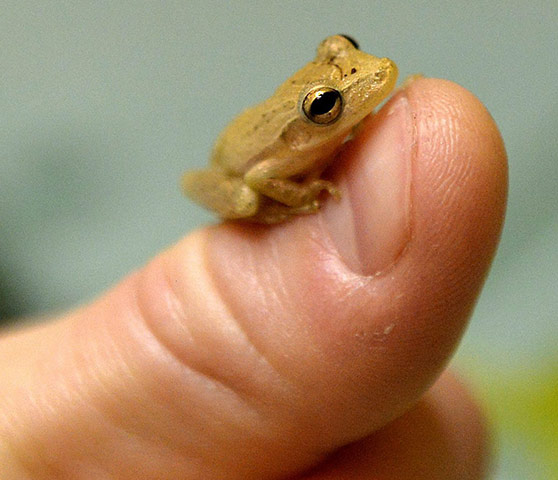 http://static.guim.co.uk/sys-images/Guardian/Pix/pictures/2012/11/29/1354217140611/Frog-from-Ecuador-found-i-006.jpg