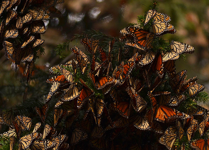 http://static.guim.co.uk/sys-images/Guardian/Pix/pictures/2012/11/29/1354217187877/Monarch-butterflies-in-th-015.jpg