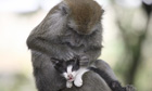 Kimon, a long-tailed monkey grooms a kitten, whom, she treats as her baby, Bintan Island, Indonesia