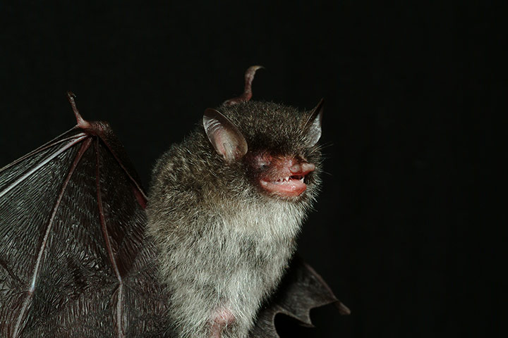 Bat-from-the-underworld-M-007.jpg