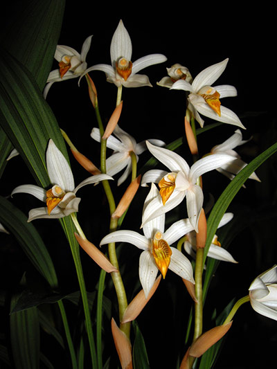 Thick-spiked-Coelogyne-Or-008.jpg