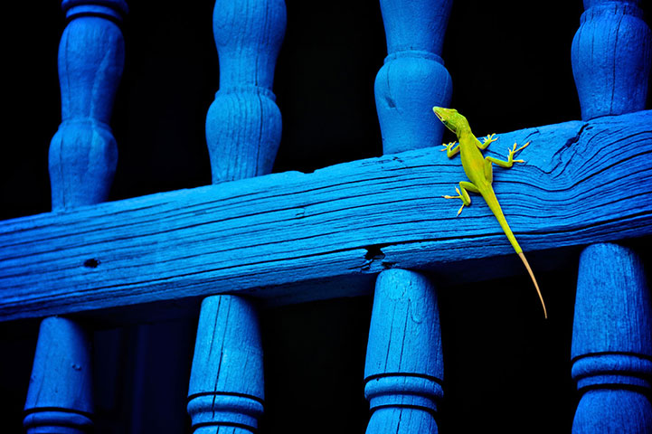 BT 2012 gallery winners: lizard