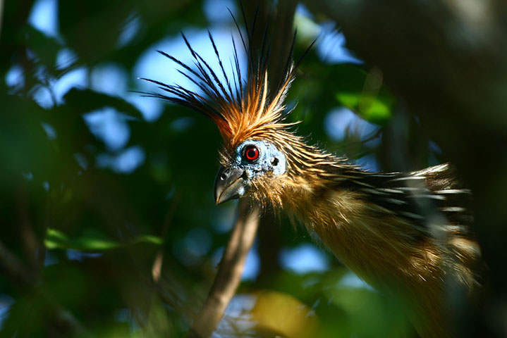 BT 2012 gallery winners: A hoatzin bird in the Los Llanos region of Venezuela