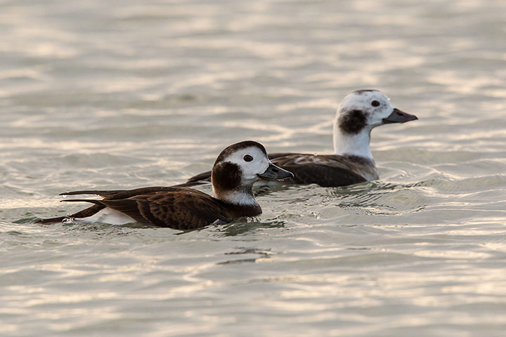 http://static.guim.co.uk/sys-images/Guardian/Pix/pictures/2012/12/21/1356095001636/Long-tailed-Ducks--Oldsqu-013.jpg