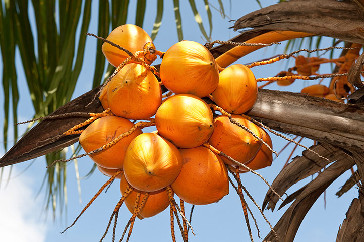 Viewfinder30: Coconuts